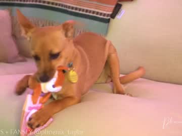 webcam girl phoenix_taylor live cam image #1425442